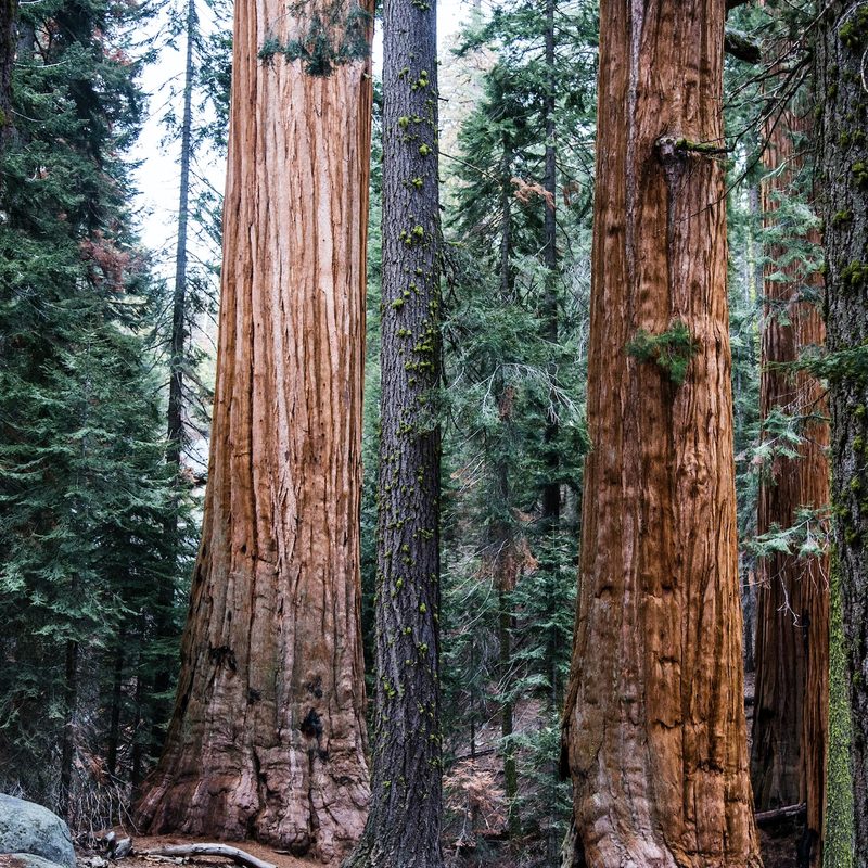 Sequoia National Forest