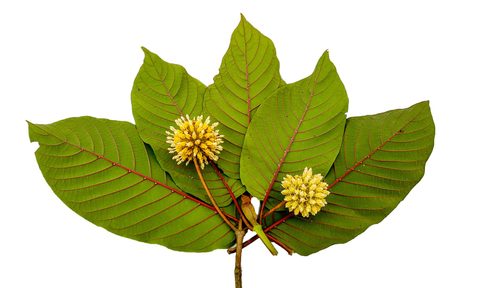 Red vein kratom leaves with a flower