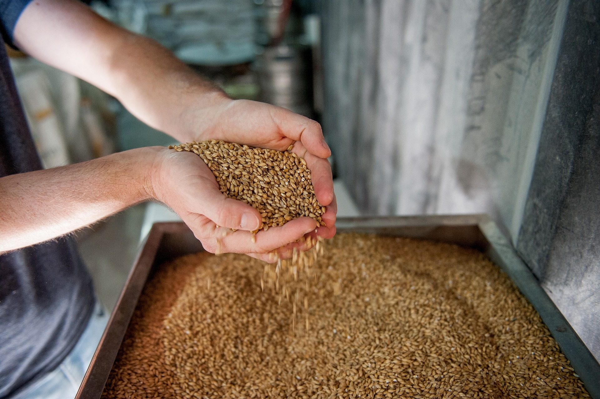 Barley for brewing