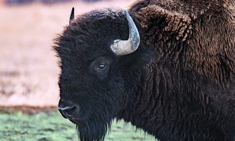 Close-up of large black bison starting at camera from a grassy field