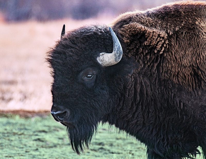 Close-up of large black bison starting at camera from a grassy field