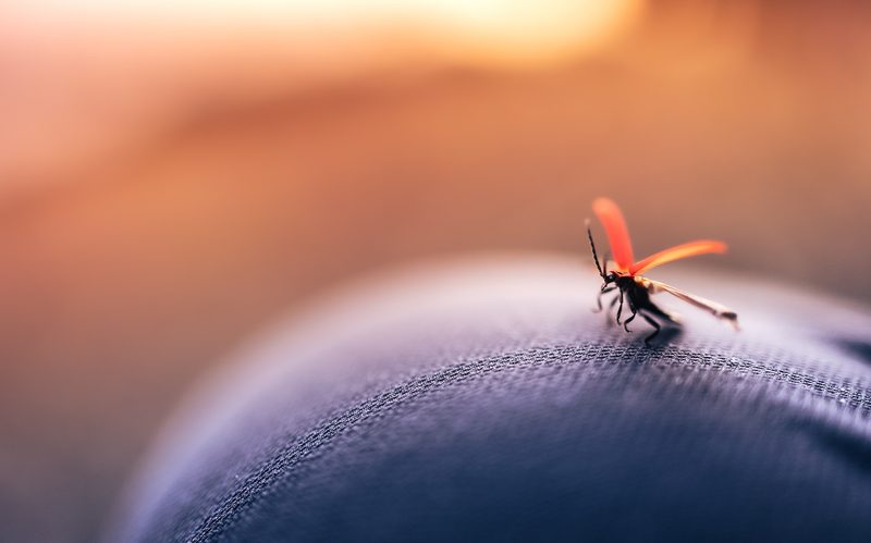 Closeup of a biting insect on denim fabric.