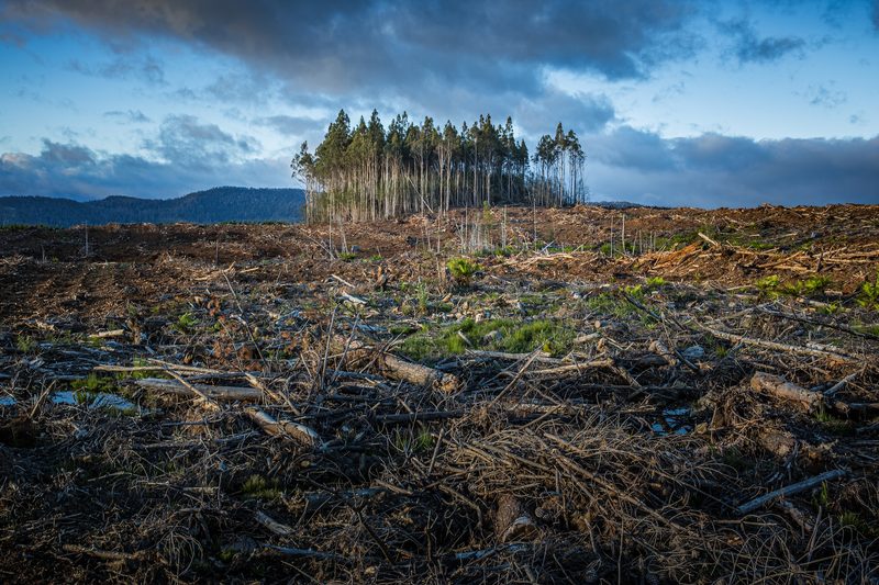 Bleak landscape of a clear-cut forest.