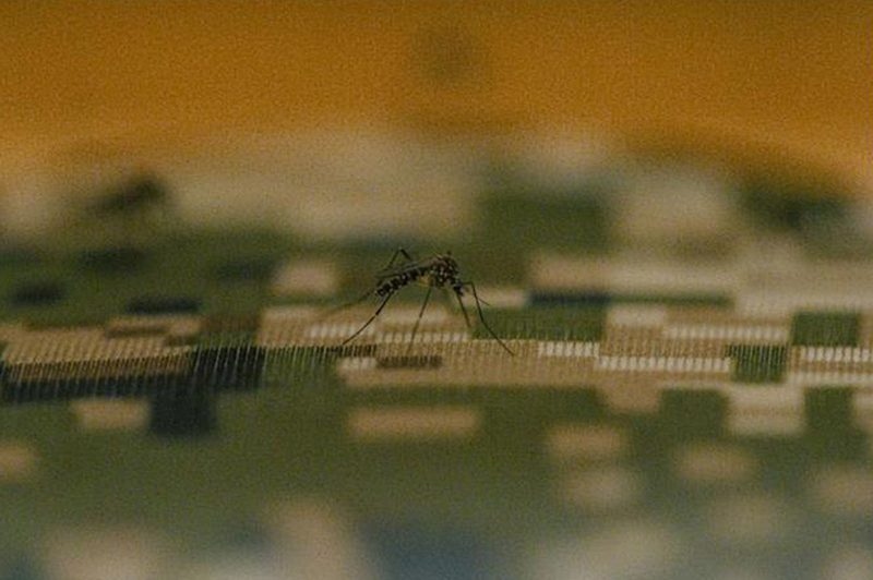 Closeup of a mosquito on camouflage fabric tested by Sitka.