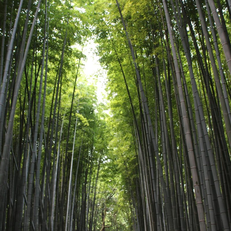 A view of a bamboo forest during the day.