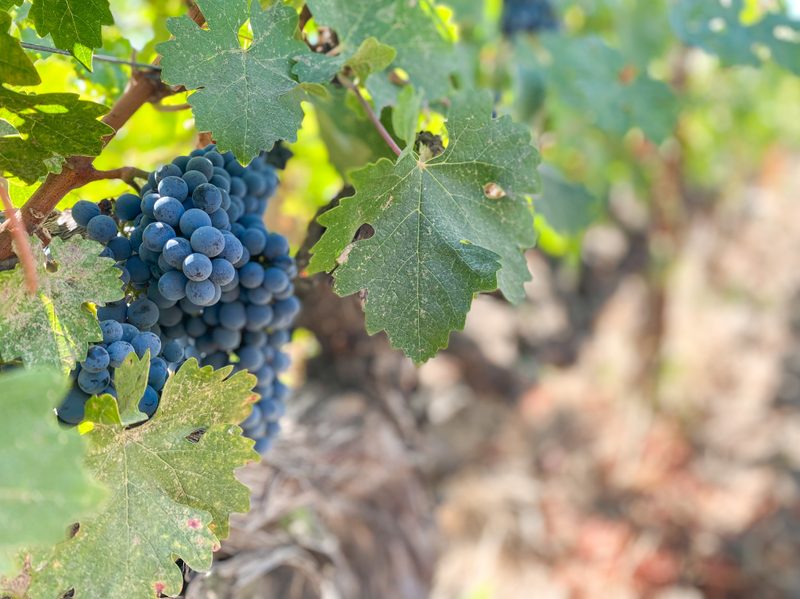 Robert Mondavi wine grapes