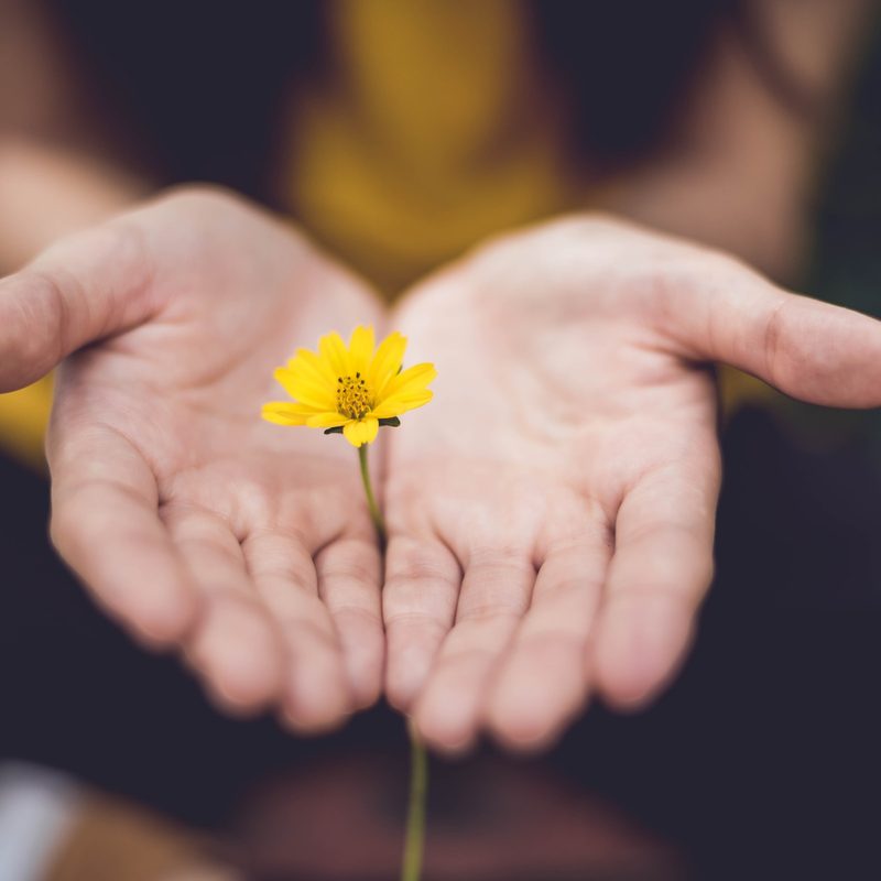 Small yellow flower in palms of hands
