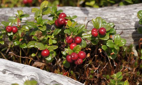 Lingonberries in the wild