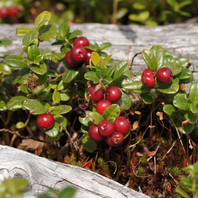 Lingonberries in the wild