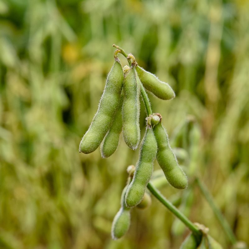Edamame plant