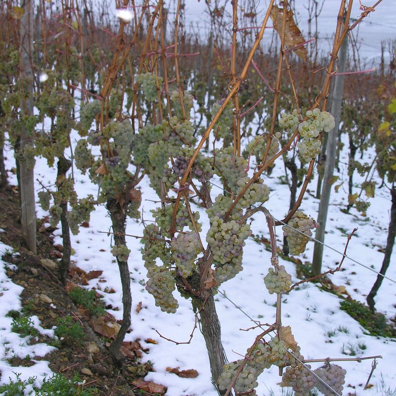 Frozen grape vines