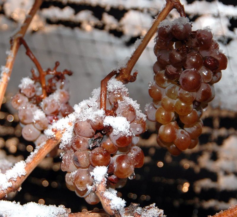 Frozen grapes on vine