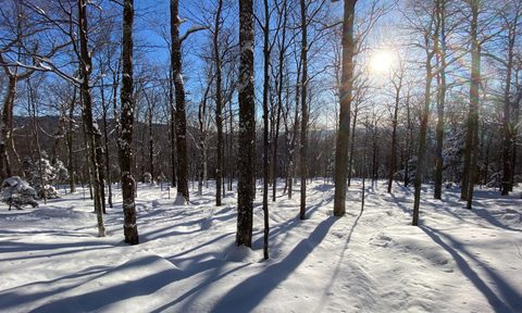 Sunny snowboarding in the Stowe Trees