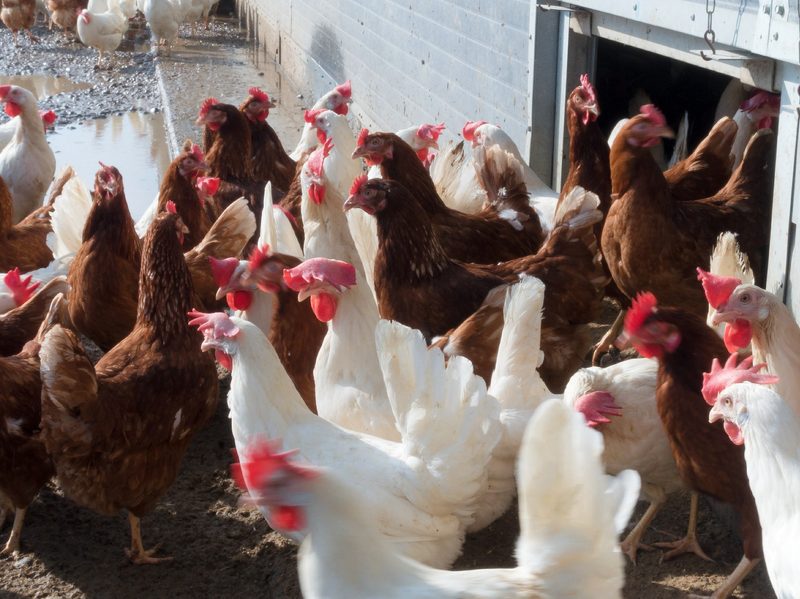 White and brown chickens in a commercial poulty farm taking a break outside.