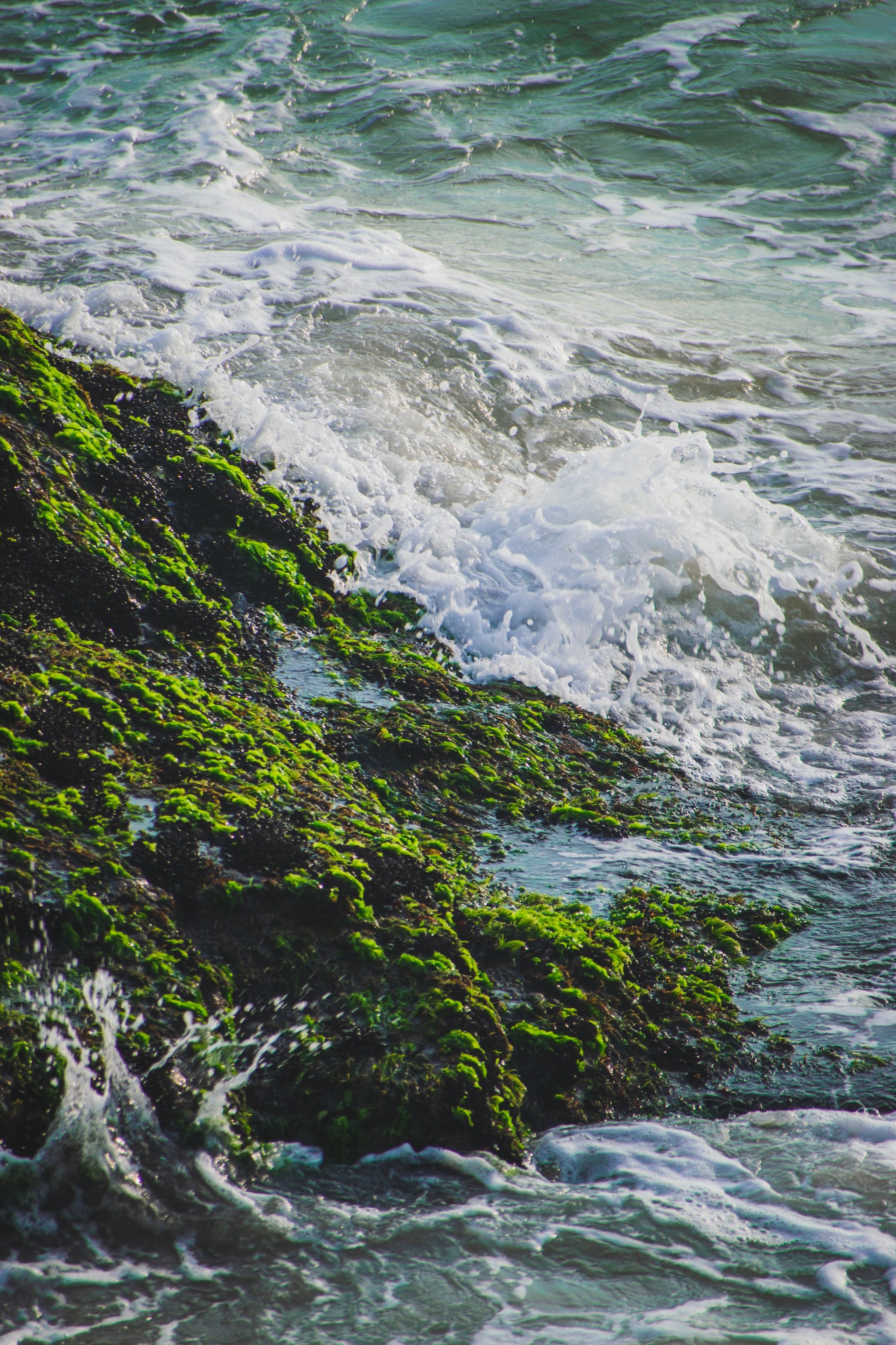 sea vegetation on shore