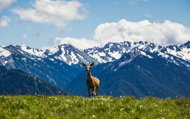 a deer standing in a field in Olympic National park with mountains in the background.