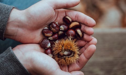 chestnuts in a person's hands