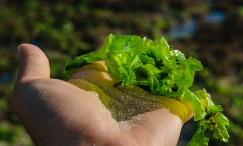 sea moss in someone's hand