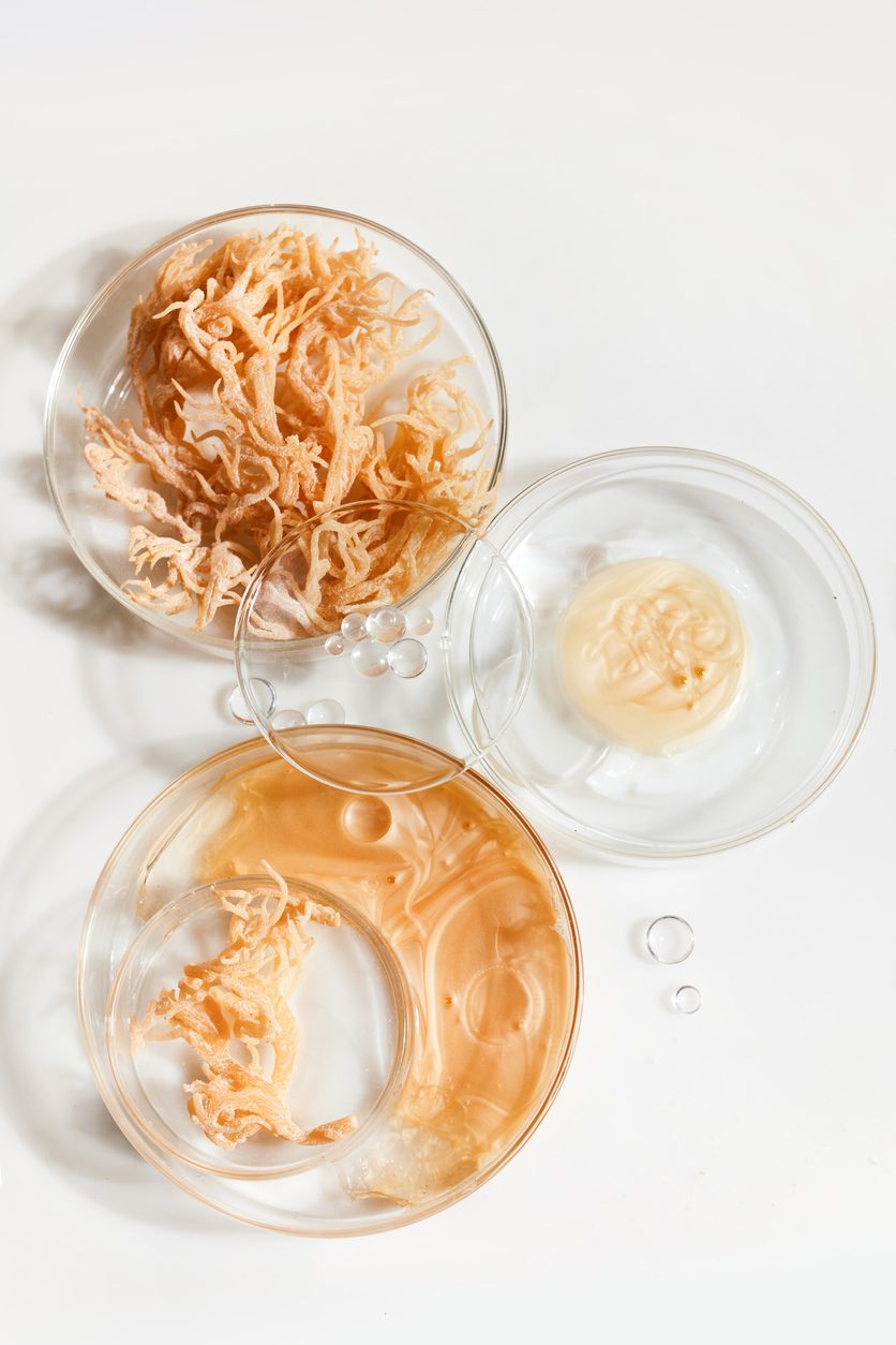 Sea moss in petri dishes