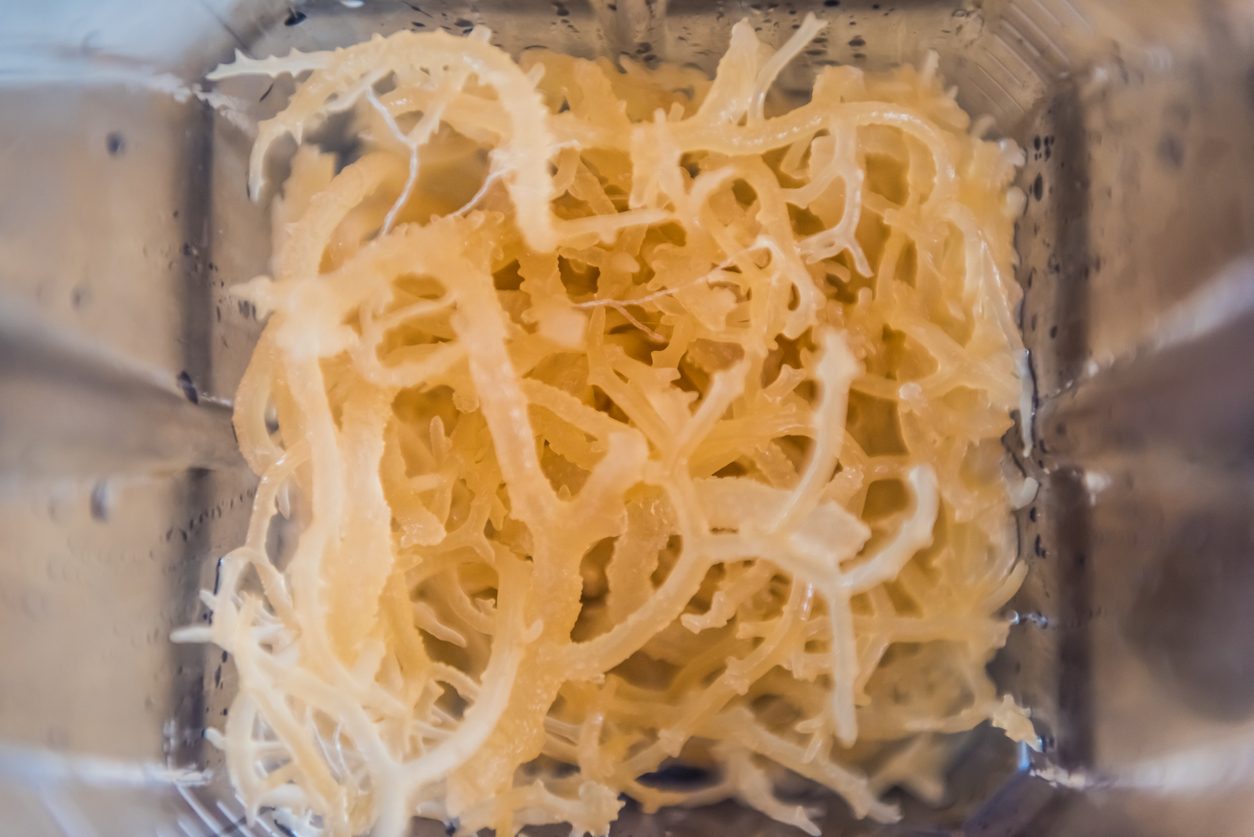 sea moss in a container