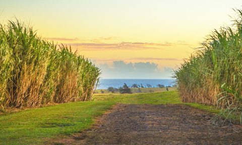 A Kuleana Rum Works sugarcane field.