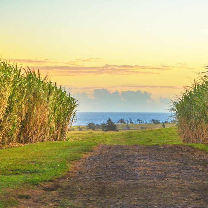 A Kuleana Rum Works sugarcane field.