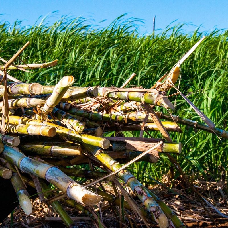 Sugarcane at Kuleana.