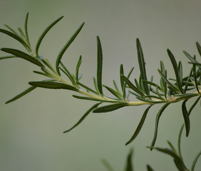 Sprig of rosemary