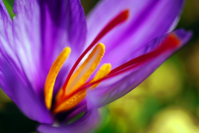 opened saffron flower