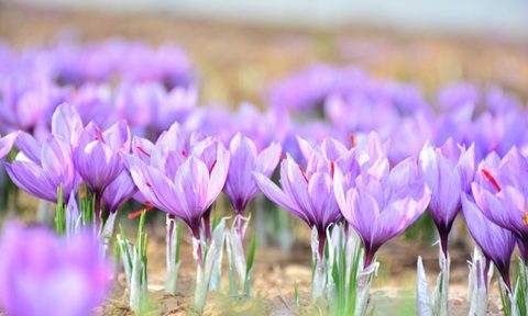 saffron flowers