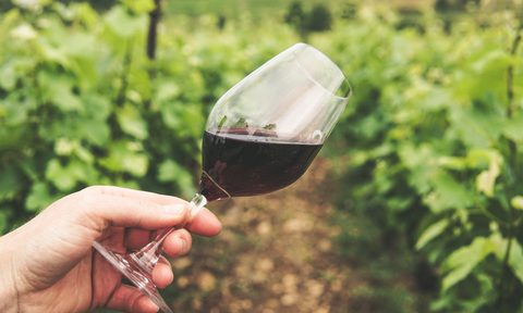 Red wine glass in vineyard