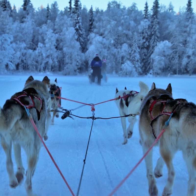 Sled dogs in the forest in winter pulling a sled