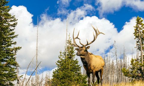 Elk at Yellowstone National Park