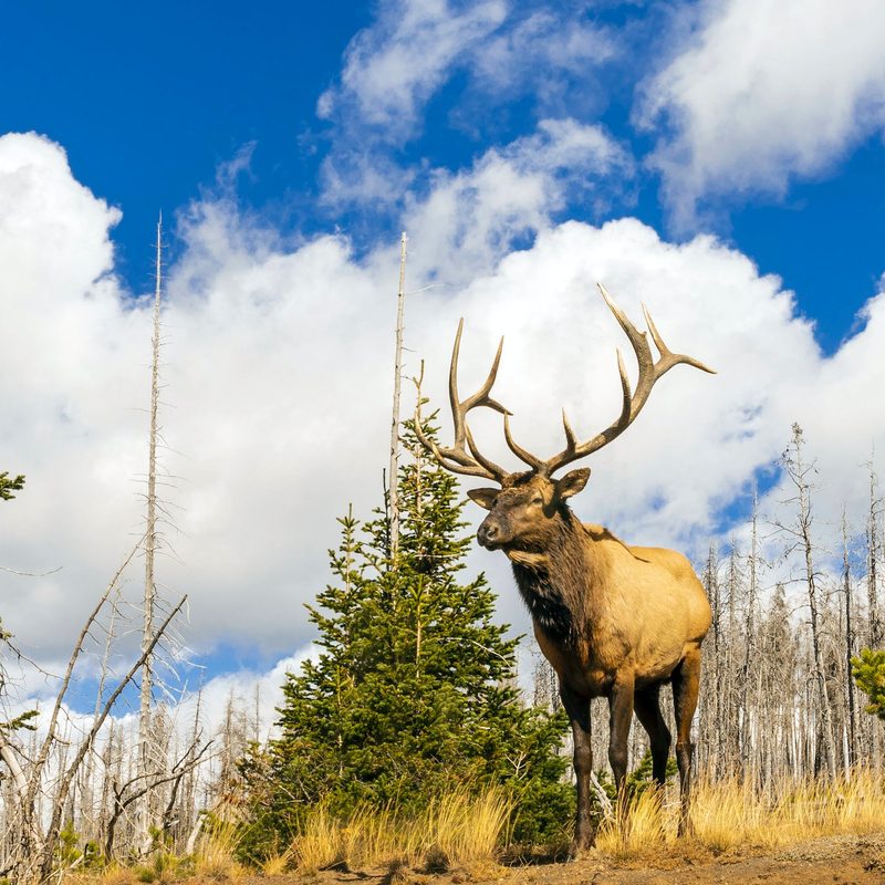 Elk at Yellowstone National Park