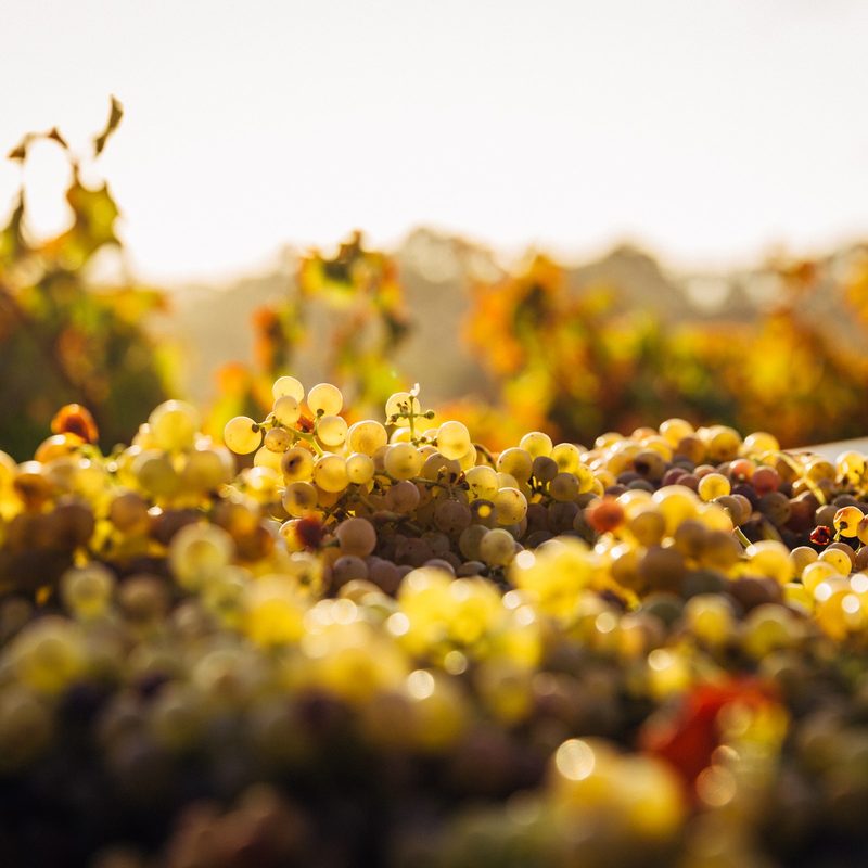 Wine grapes