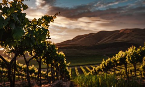 Vineyard