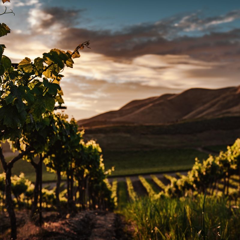 Vineyard