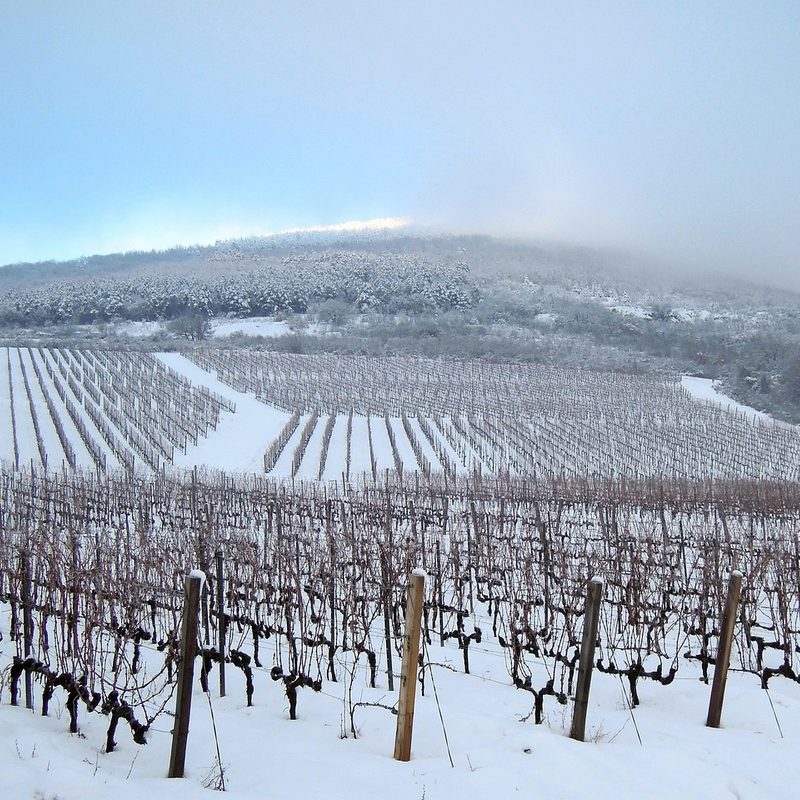 Frozen vineyard