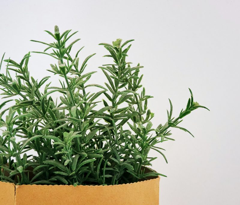 Rosemary plant in a pot