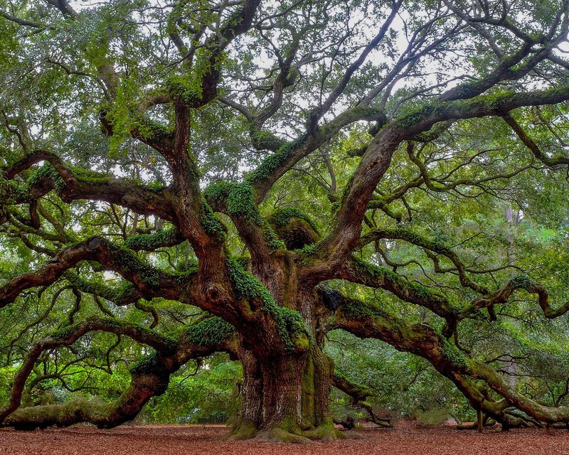 a large oak tree covered in moss with lots of leaves in the forest