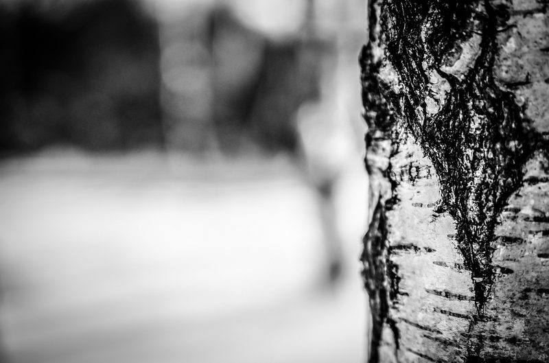 A close up of birch bark with a snowy plain in the background