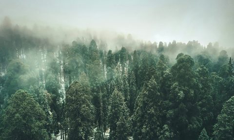 A grove of sequoia trees seen through a thick fog.