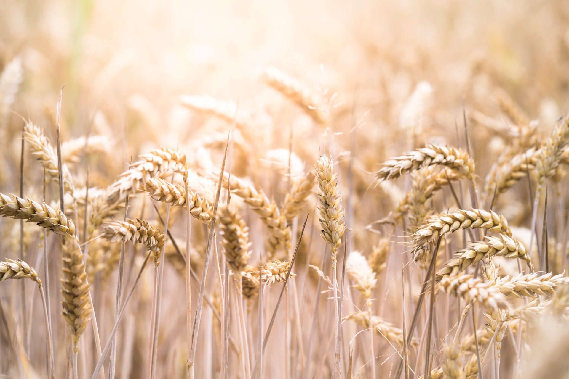rye grain