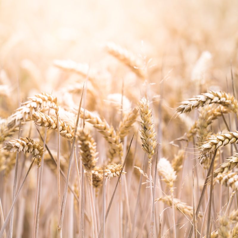 Rye grain