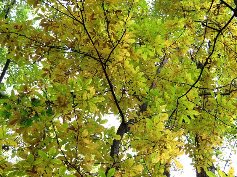 a bright hickory tree's branches with yellow and green leaves