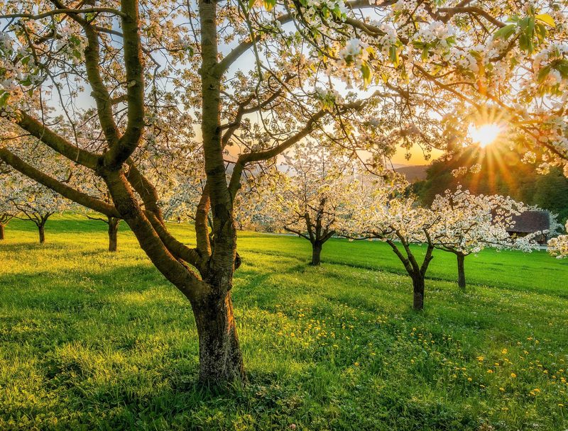 Sparsely placed cherry trees in a field