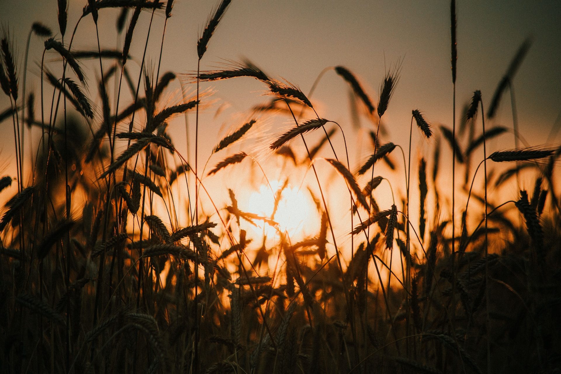 Rye