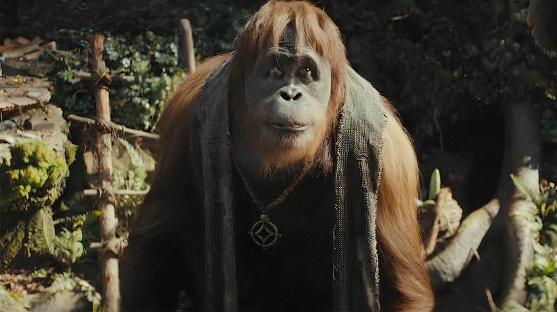 An orangutan in Kingdom of the Planet of the Apes. 