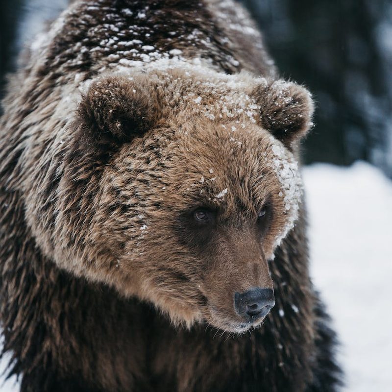Brown bear in snow