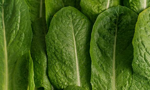 Up close lettuce leaves